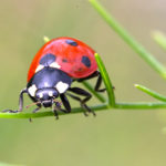 Coccinelle "Harlequin Ladybird", belle et dangereuse à la fois